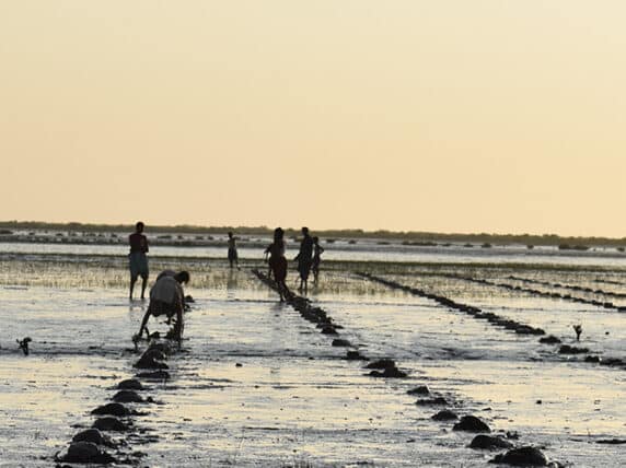 Planting mangroves in the Indus Delta, Pakistan, to capture carbon, adapt to climate change impacts, restore habitats for wildlife and provide livelihood options for local communities.