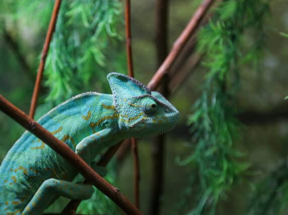 Chameleon in a tree