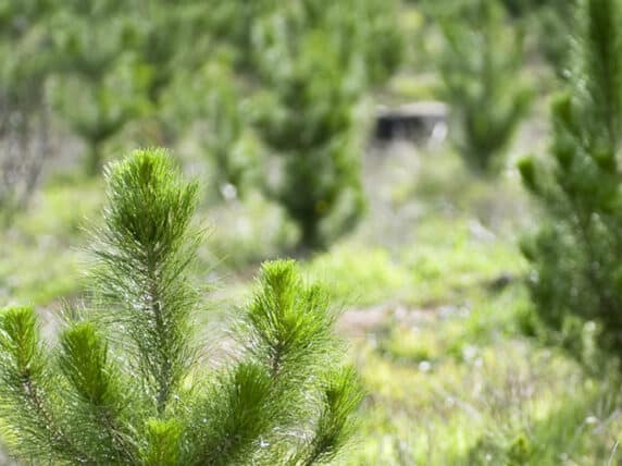 Pine trees growing