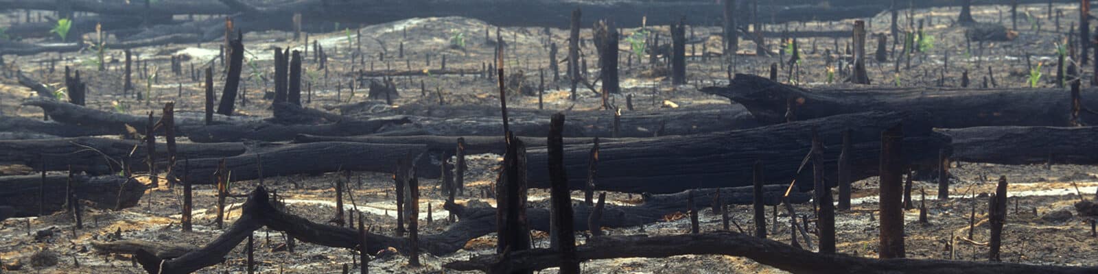 Forest fires in the Amazon