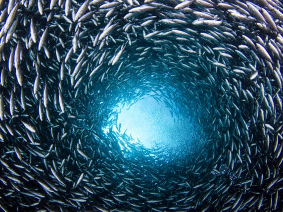 School of Fish