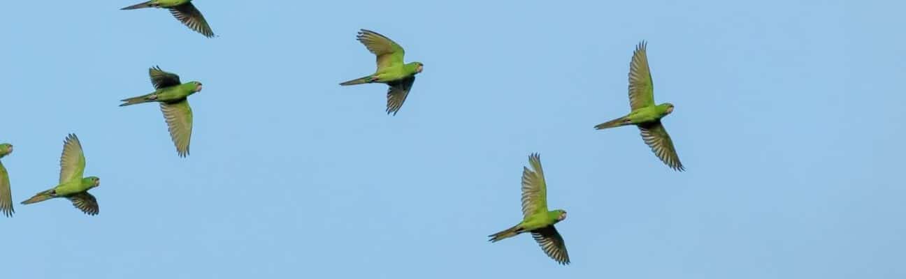 Green parrots flying