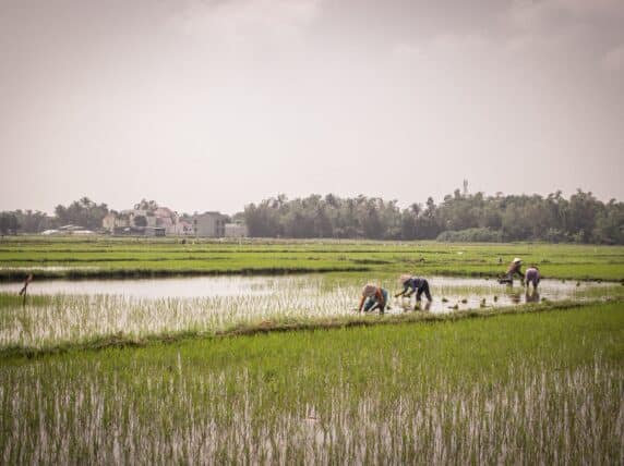 Rice Field