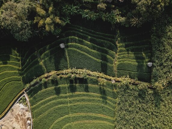 Rice terrace