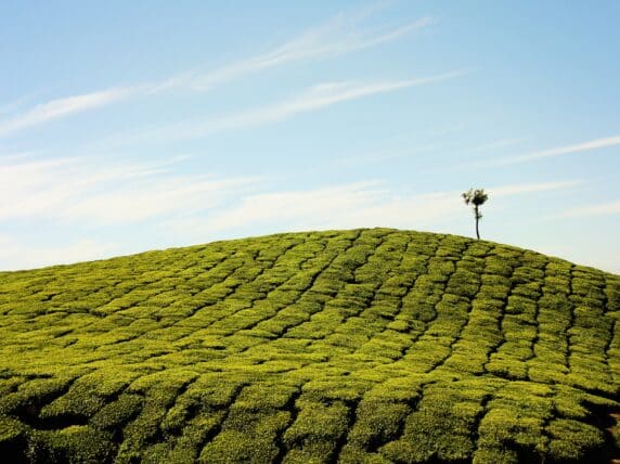 Tree in a field