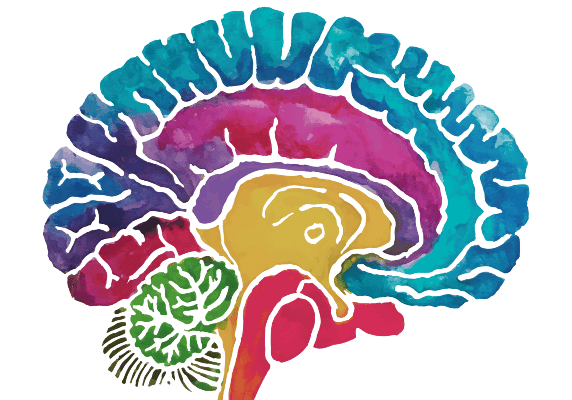 Brain Cross Section Water Color