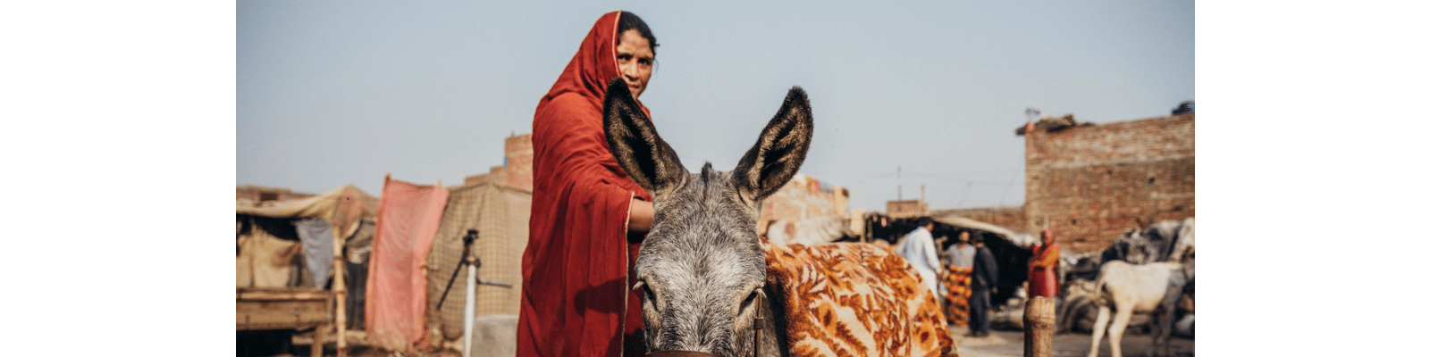 Woman and a working donkey
