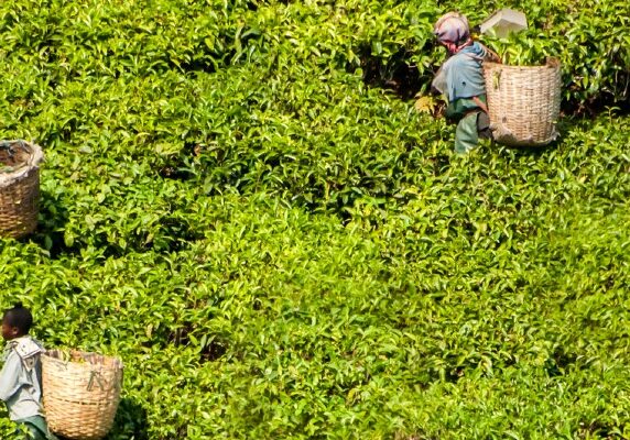 The tea harvest